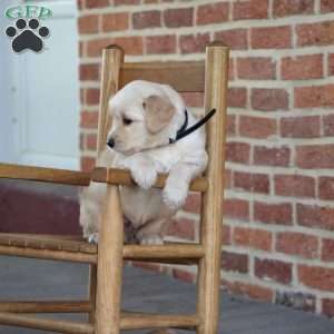 Trace, Golden Retriever Puppy